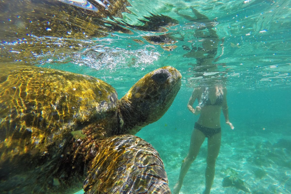 Snorkeling with turtles on Galapagos islands Ecuador