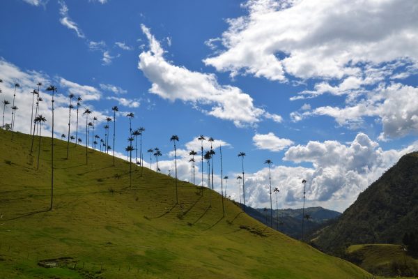 Tallest palm trees in the Cocora Valley in Colombia