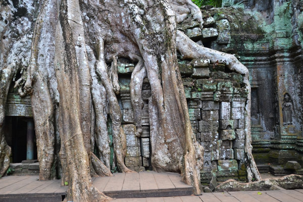 Tomb Raider temple Ta Prohm Angkor Thom