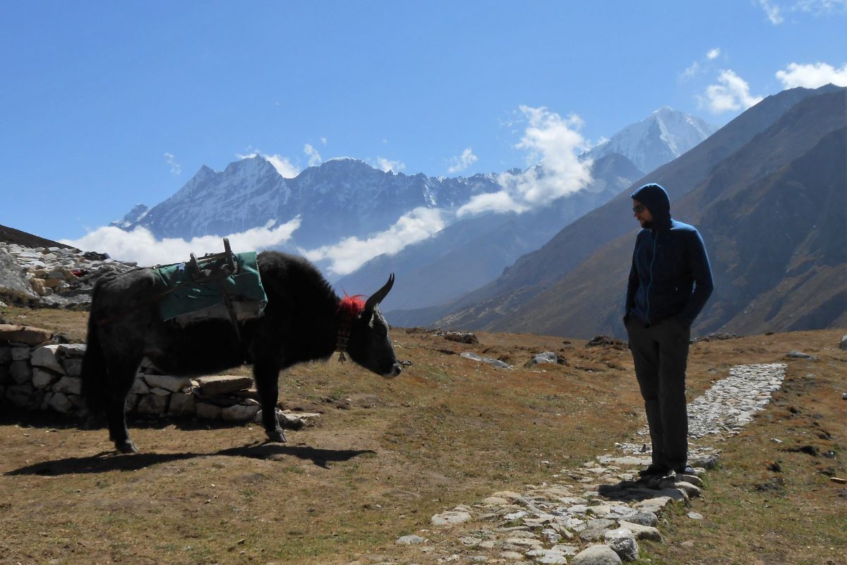 Yak in the Everest mountains