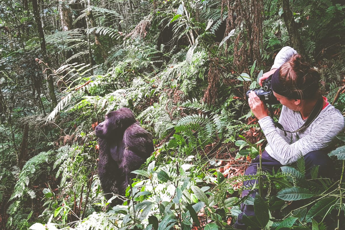 Taking a picture of a mountain gorilla in Uganda