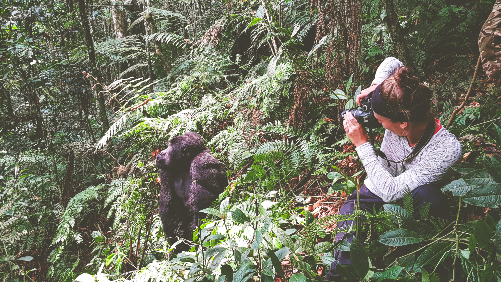 Taking a picture of a mountain gorilla in Uganda